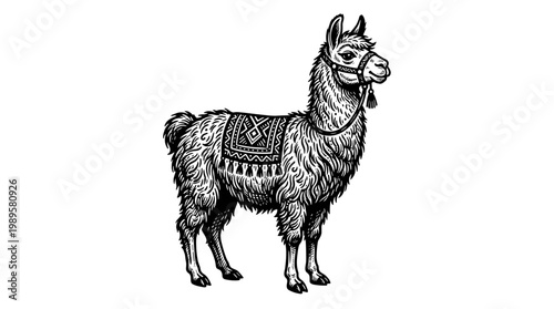 Vector Pinocut Elegant illustration of a llama standing proud with intricate details. 