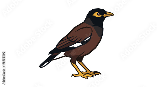 Vector Pinocut A detailed drawing of a myna bird, showcasing its colors and features. 
