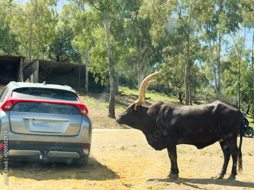 Tableau sur toile Bull bison in standoff with vehicle.