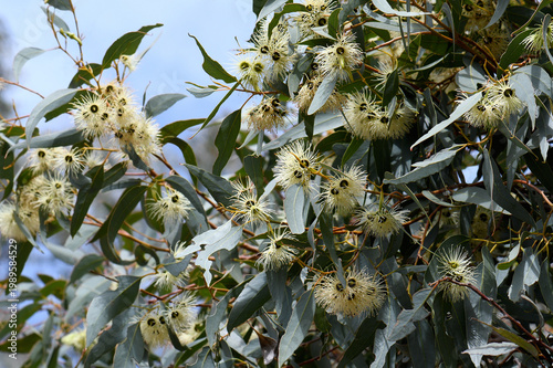 Obraz na plátne Yellow flowers of the Western Australian native Swamp Yate gum tree Eucalyptus occidentalis, family Myrtaceae