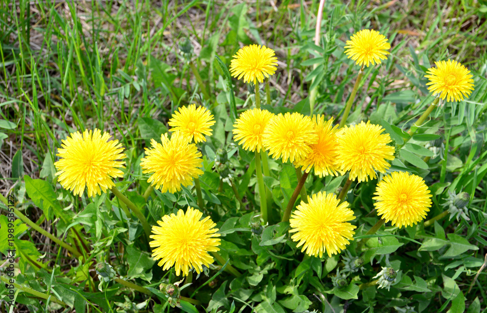 Obraz premium a bunch of yellow dandelions growing on rhe field high angle view