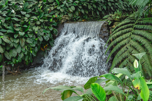 фотографія Small waterfall flowing through lush tropical greenery, surrounded by dense foliage and natural textures creating a fresh and calming nature scene
