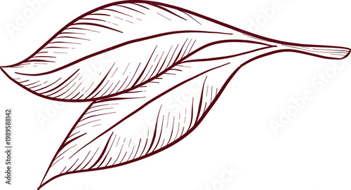 Detailed black and white engraving style drawing of eucalyptus and wildflowers, showcasing detailed stems, leaves, and flower structures. Frames and decorative elements for invitations and packaging