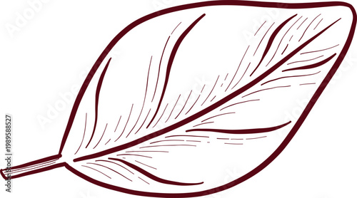 Detailed black and white engraving style drawing of eucalyptus and wildflowers, showcasing detailed stems, leaves, and flower structures. Frames and decorative elements for invitations and packaging