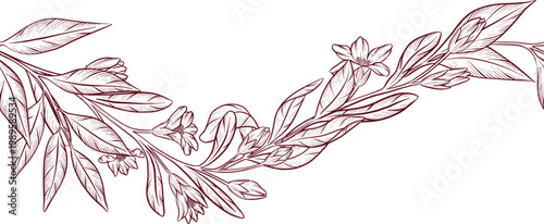 Detailed black and white engraving style drawing of eucalyptus and wildflowers, showcasing detailed stems, leaves, and flower structures. Frames and decorative elements for invitations and packaging