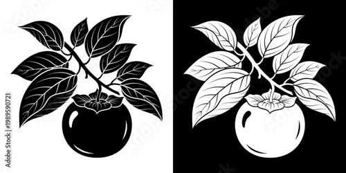 Persimmon fruit branch illustration, a healthy fruit in yin yang style