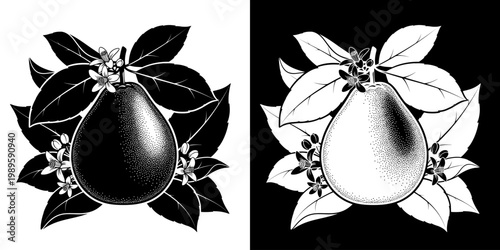 Black and white yin yang pear fruit illustration
