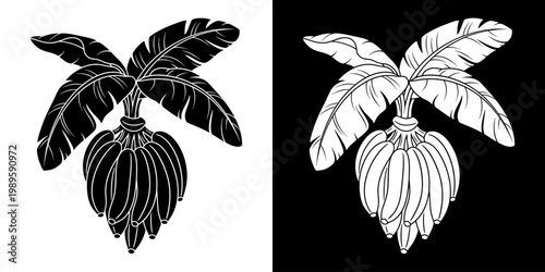 Vector art of a banana tree with a bunch of bananas, available in black and white