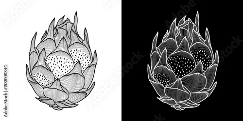 Exotic Dragon Fruit Line Art Illustration in Contrasting Light and Dark Styles