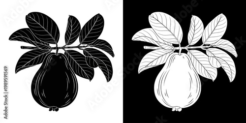 Hand-Drawn Guava Fruit Vector Line Art Illustration with Leaves - Botanical Outline