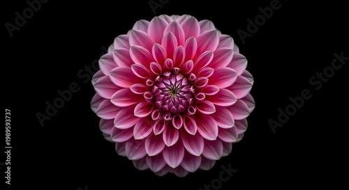 Vibrant pink flower bloom showcases perfect symmetry in dark studio lighting for beauty lifestyle marketing and digital design projects