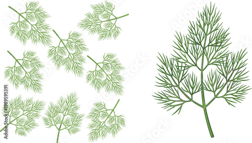 Dill Herb Leaves Collection with Branch Variations Representing Fresh Culinary Ingredient and Botanical Green Foliage in Vector Illustration