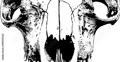 Animal skull illustration frontal view on white background