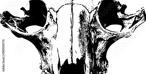 Animal skull closeup symmetric detail on white background