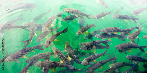 Foto There are many Japanese carp fish swimming in the water