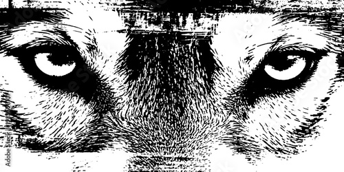 Wolf piercing stare centered on grainy high contrast face