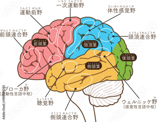 大脳の各部名称　Various parts of the cerebrum