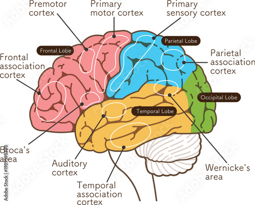 大脳の各部名称　Various parts of the cerebrum