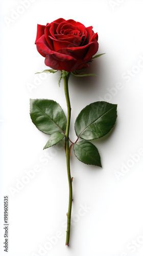 Single red rose with green leaves and stem isolated on white background, romantic flower concept