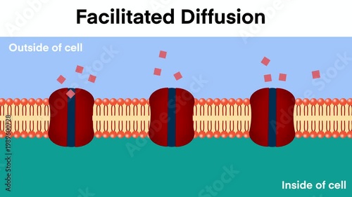 Facilitated Diffusion Animation Showing Molecules Passing Through Protein Channels Across Cell Membrane for Biology Education