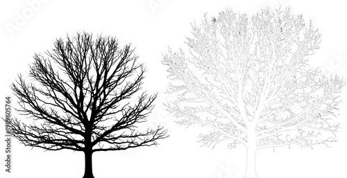 
Bare Winter Tree Silhouette and Outline Drawing with Detailed Branches on White Background Vector Set