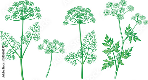 Dill and Parsley Herb Set with Detailed Leaves and Umbel Flowers Representing Fresh Culinary Ingredients and Botanical Plants in Vector Illustration