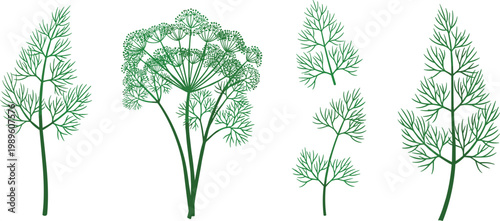 Dill Plant Set with Leaves and Flowering Umbels Representing Fresh Culinary Herb and Botanical Greenery in Vector Illustration