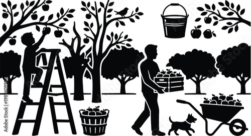 Orchard harvest silhouette workers picking apples and carrying crates in a tree lined yard