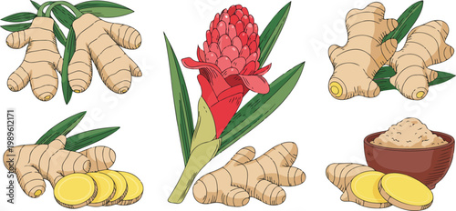 Collection of fresh ginger root vector illustrations featuring raw rhizomes sliced pieces ginger flower and spice powder for healthy cooking herbal medicine and organic culinary designs.