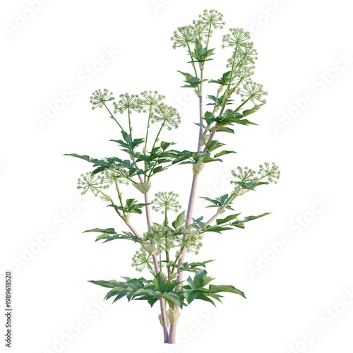 Photos Angelica archangelica tree, elevation, front view, cutout, transparent backgroun
