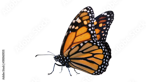 Bild auf Leinwand Isolated monarch butterfly, iconic orange and black insect with intricate wing p