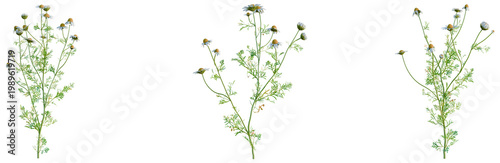 Obraz na płótnie Chamaemelum nobile tree, elevation, front view, cutout, transparent background, isolate, Delicate sprig of herbs with intricate leaf pattern, perfect for natural and botanical design elements