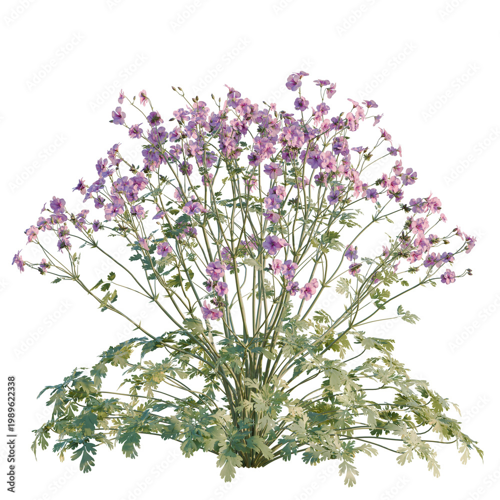 Obraz premium Geranium palmatum tree, elevation, front view, cutout, transparent background, isolate, Close-up of a vibrant purple geranium flower with lush green foliage, beautiful garden plant.