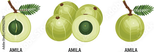 Fresh Green Amla Indian Gooseberry Whole Sliced and Group with Leaves Ayurvedic Superfruit Flat Vector Illustration Set