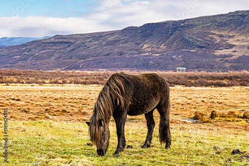 Islandpferd auf der Weide auf der Insel Island