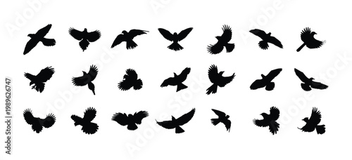 A big set of silhouettes birds of prey and seabirds in flight. Flying crow silhouettes collection, black birds in flight poses, isolated wild bird set, dark wings spread, vector illustration.