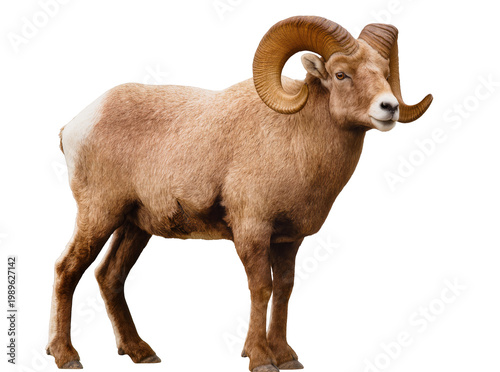 Fotografie Isolated majestic bighorn sheep ram standing proudly, powerful wild mammal with