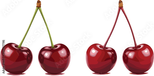Cherry pair vector illustration with realistic glossy red fruits connected by stems fresh juicy sweet cherries isolated on white background