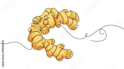 Continuous line drawing of fresh ginger root for healthy food design.