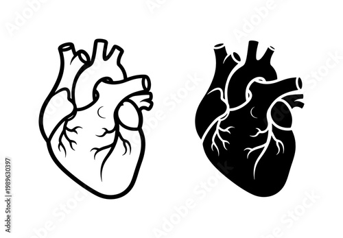Human Anatomical Heart Vector Outline and Silhouette Set