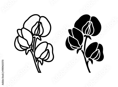 Sweet Pea Flower Line Art and Silhouette Vector