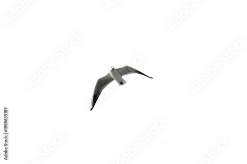 Seagull silhouette, seagull silhouettes, seagull, seagulls, birds PNG photo