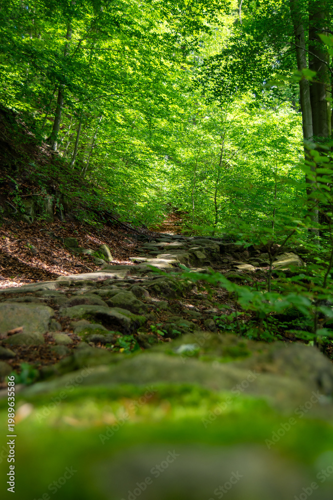 Obraz premium Serene forest path with lush greenery