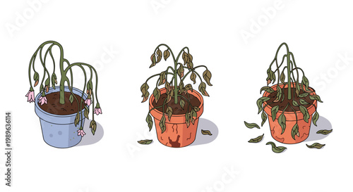 Set of three withered and dying potted plants with drooping leaves and falling flowers on a white background.