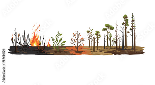 Visual timeline of forest fire effects showing destruction of trees by flames followed by slow natural regrowth.