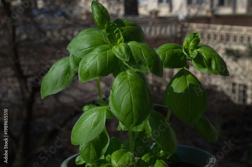 New fresh basil seedlings in a pot, ready for transplanting, Sofia, Bulgaria