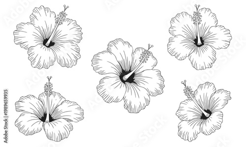 Classic hibiscus blooms illustrated in fine hand drawn ink sketch element set.