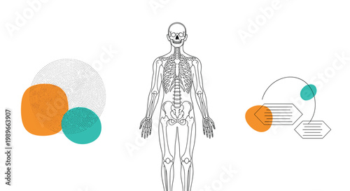 Human skeletal system diagram shown from the front alongside abstract colorful shapes and medical data visualization graphics.