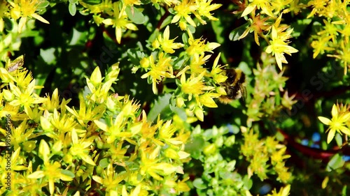Bumblebee pollinating vibrant yellow star-shaped flowers in a sunlit summer garden. Ideal for nature, ecology, and biodiversity themes