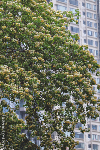 Wall Mural April 3 2026 Spring Blossoming Tree In Urban Calm